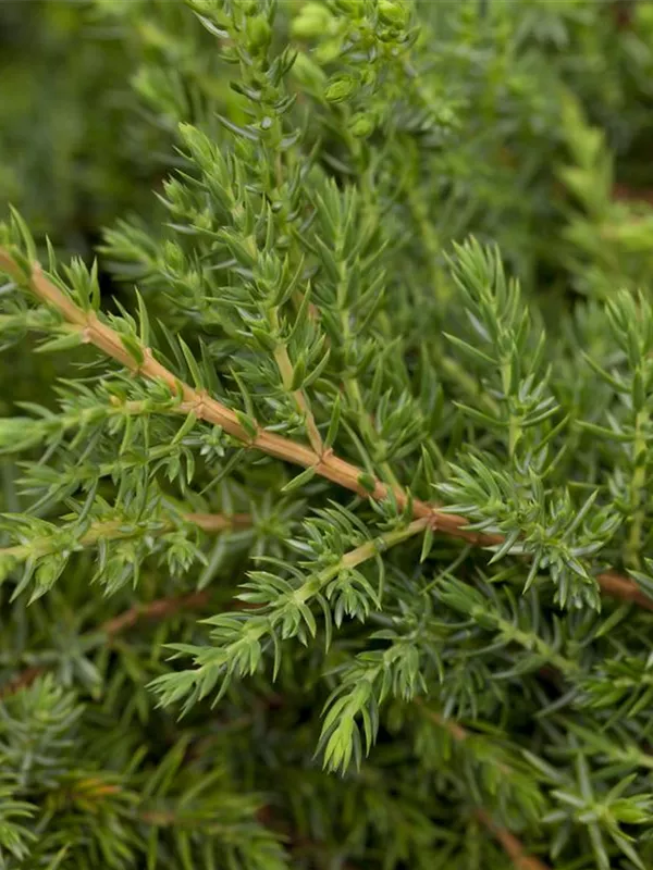 Grüner Kriechwacholder 'Green Carpet'