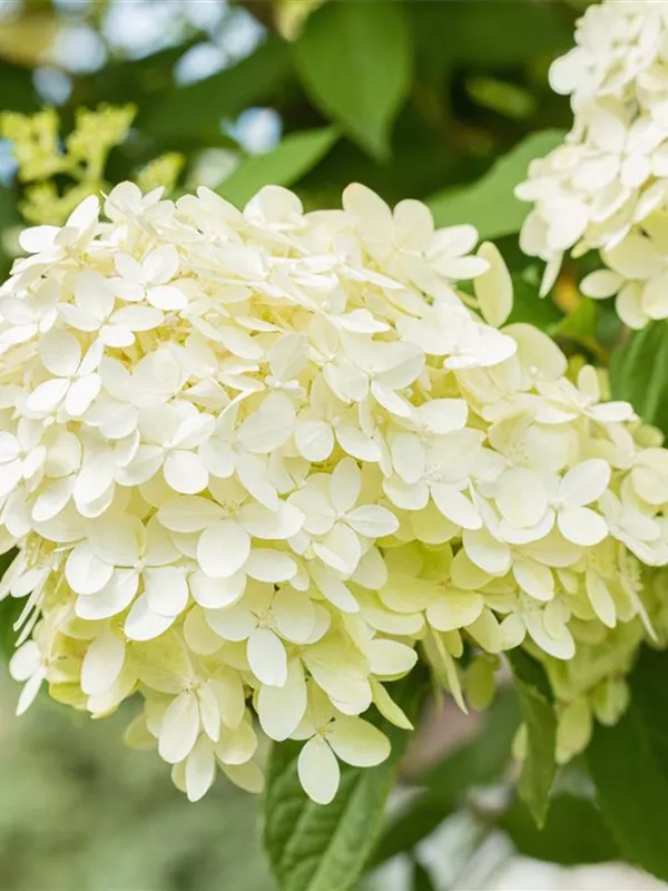 Rispenhortensie 'Magical Moonlight'®