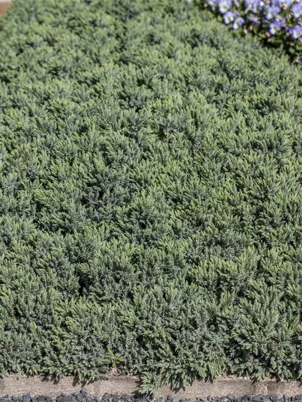 Blauer Zwergwacholder 'Blue Star'