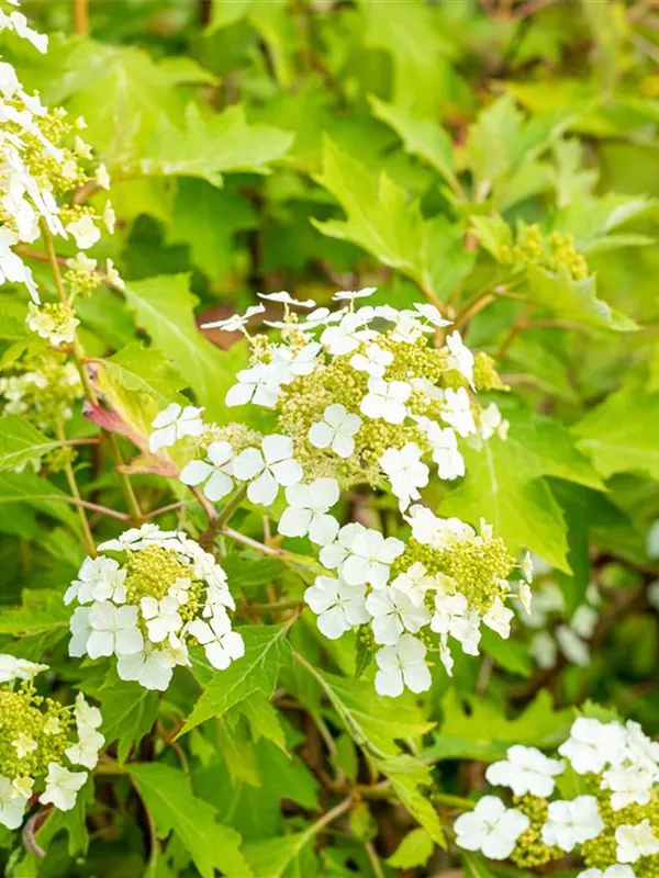 Eichblättrige Hortensie 'Ice Crystal'®