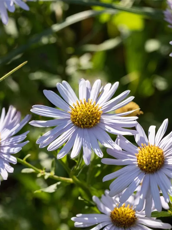 Schönaster 'Madiva'