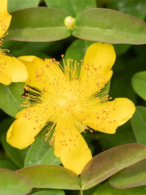 Großkelchiges Johanniskraut