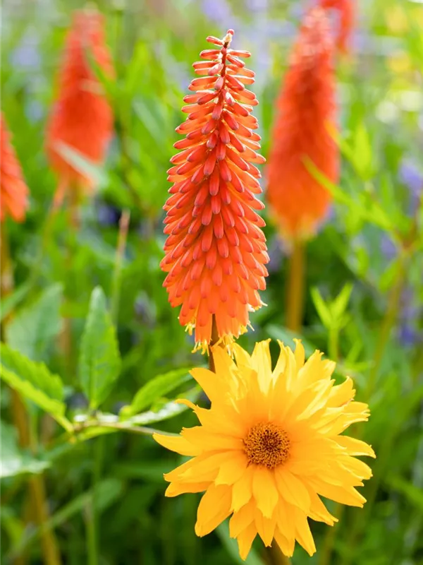 Fackellilie 'Alcazar'