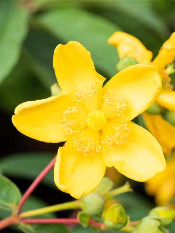 Großblumiges Johanniskraut 'Hidcote'