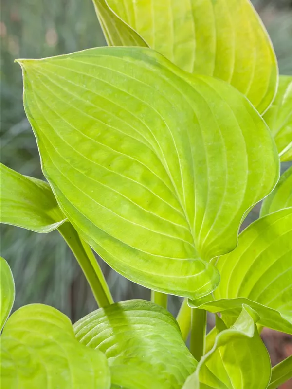 Großblättrige Funkie 'Sum and Substance'