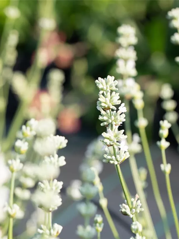 Lavendel 'Edelweiß'
