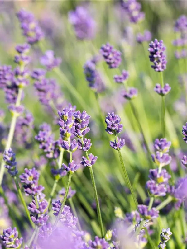 Lavendel 'Grosso'
