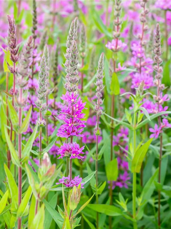 Blut-Weiderich 'Rosy Gem'