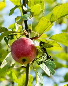 Apfel 'Kaiser Wilhelm'