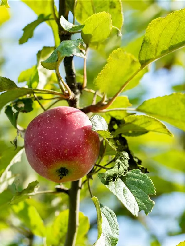 Apfel 'Kaiser Wilhelm'