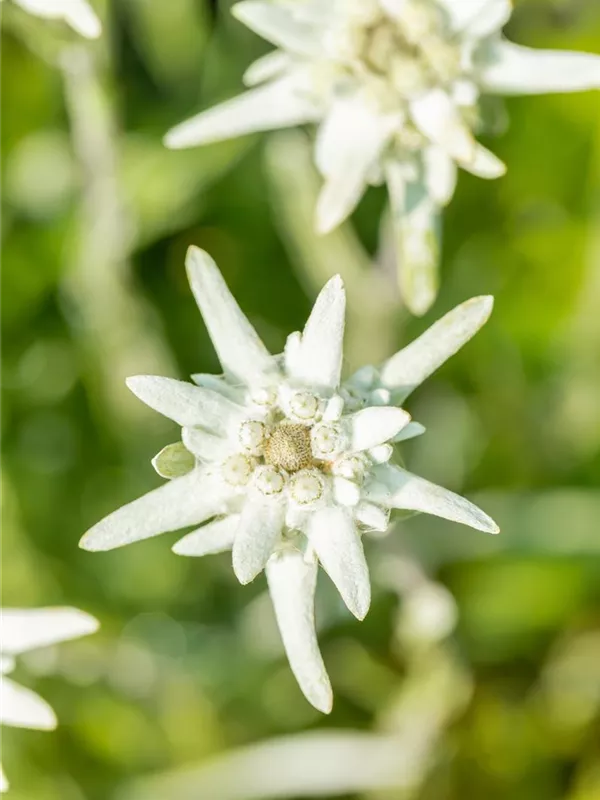 Alpen-Edelweiß