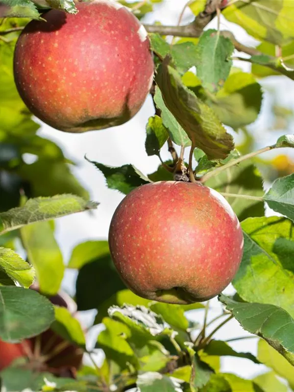 Winterapfel 'Melrose'