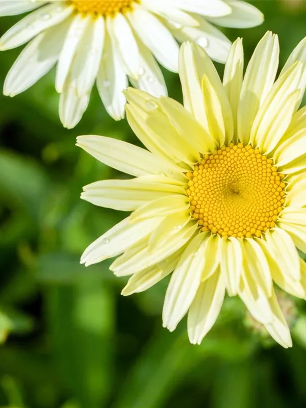 Großblumige Margerite 'Banana Cream'