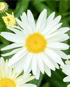 Großblumige Margerite 'Banana Cream'