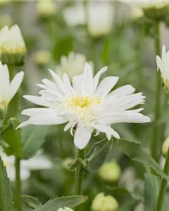 Großblumige Margerite 'Christine Hagemann'