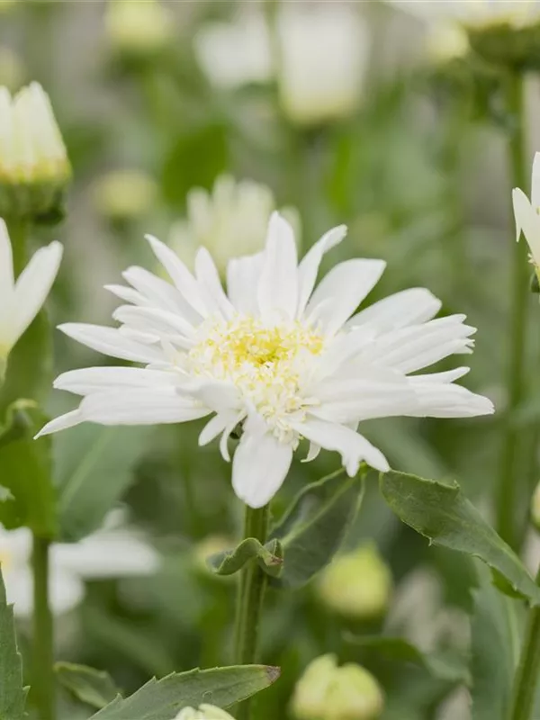 Großblumige Margerite 'Christine Hagemann'