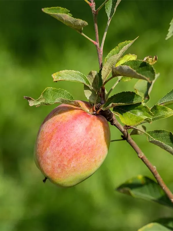 Herbstapfel 'Prinz Albrecht von Preußen'