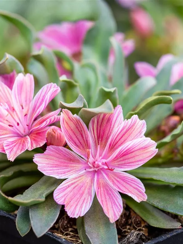 Bitterwurz 'Little Plum'