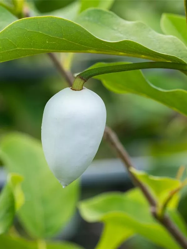 Sommermagnolie 'Colossus'