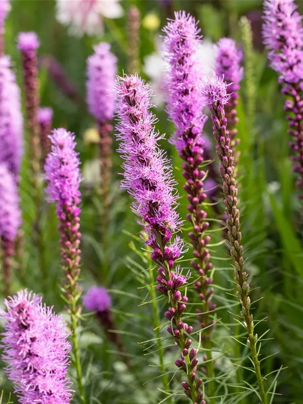 Ährige Prachtscharte