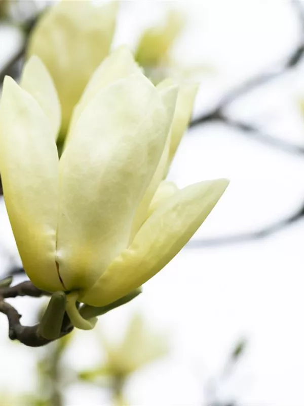 Sternmagnolie 'Gold Star'