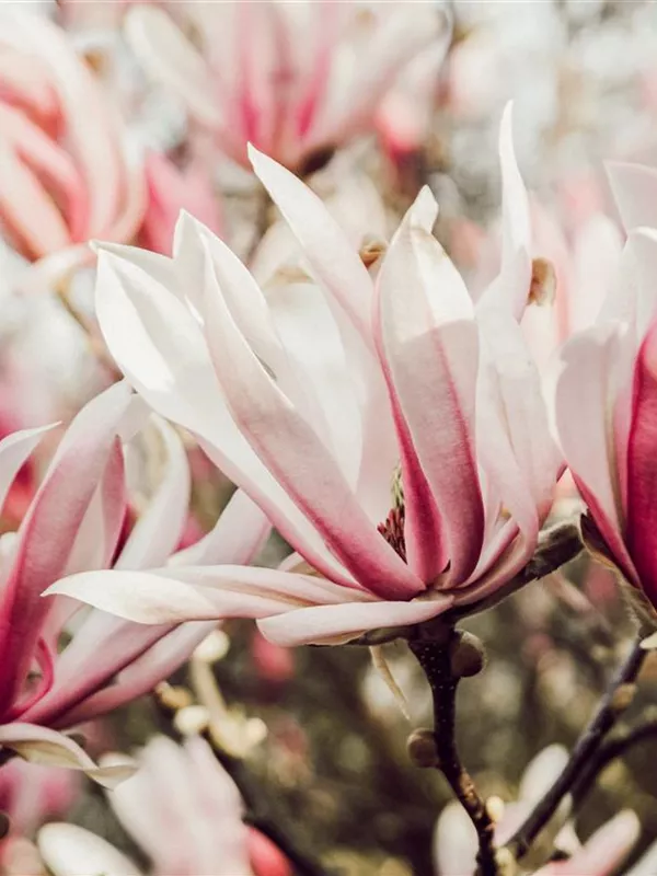 Magnolie 'Sunrise'