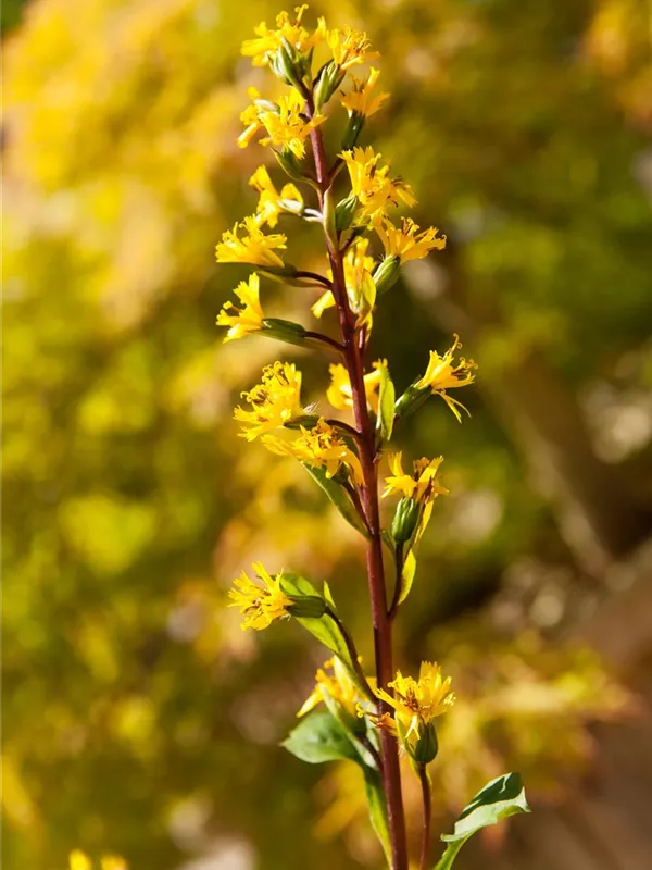 Przewalskis Kerzen-Goldkolben