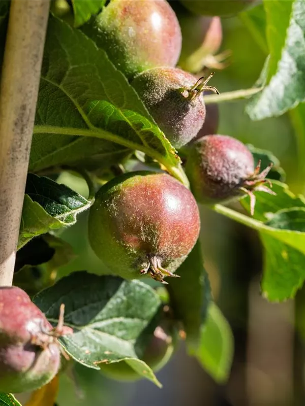 Säulenapfel 'Starline® Blue Moon'