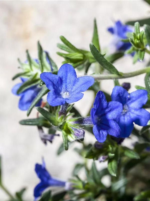 Purpurblauer Steinsame