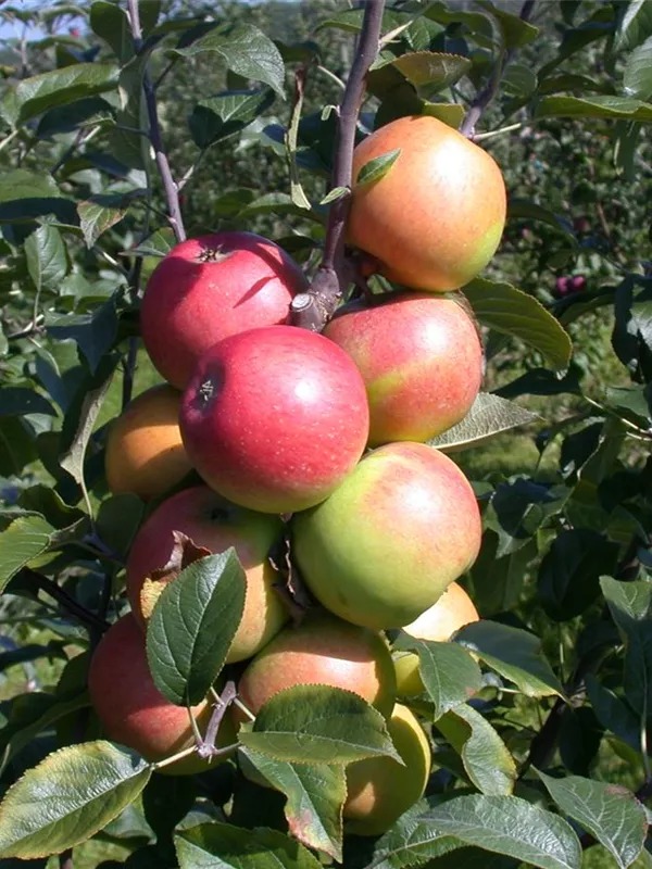 Säulenapfel 'Starline® Fire Dance'