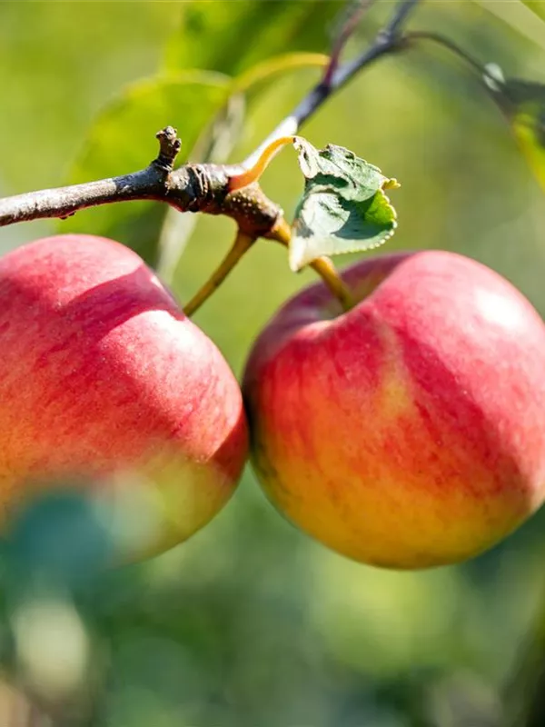 Apfel 'Geflammter Kardinal'