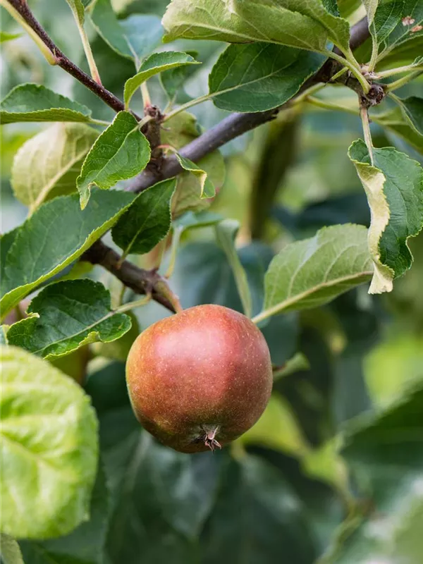 Apfel 'Geheimrat Dr.Oldenburg'