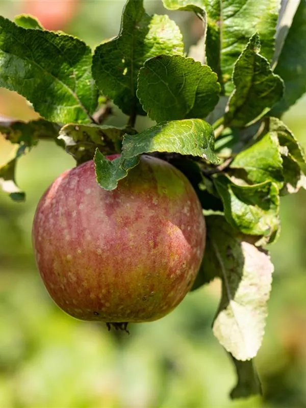 Winterapfel 'Gewürzluikenapfel'