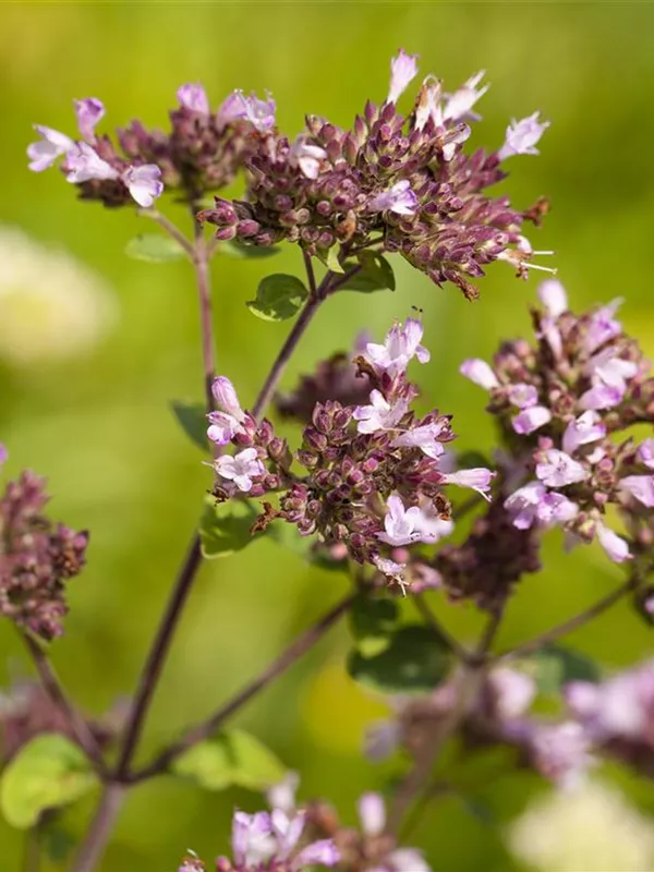 Blüten-Dost 'Herrenhausen'
