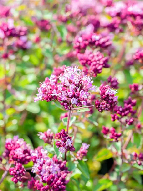 Blüten-Dost 'Rosenkuppel'