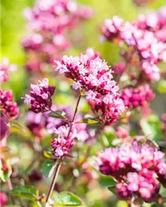 Blüten-Dost 'Rosenkuppel'