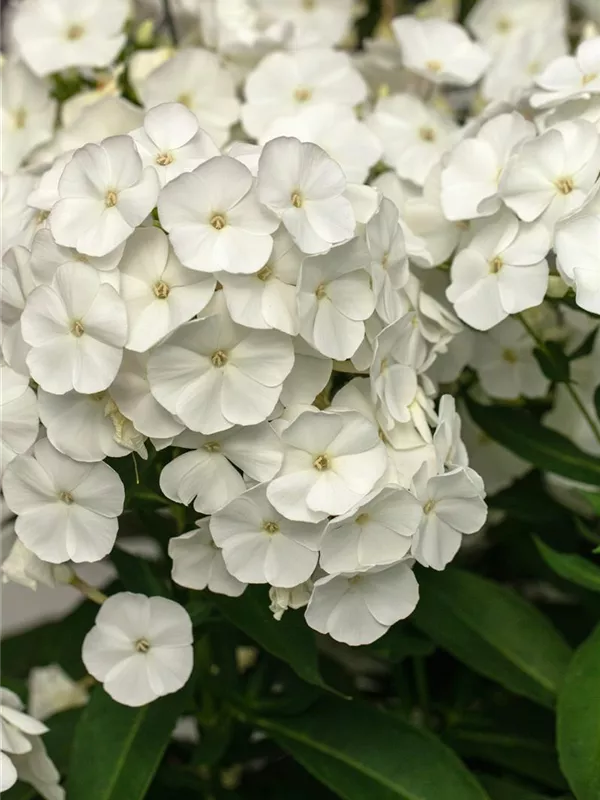 Hohe Flammenblume 'Rembrandt'