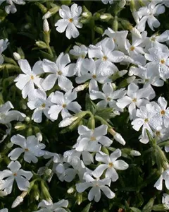 Teppich-Flammenblume