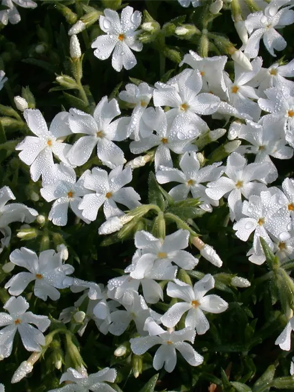 Teppich-Flammenblume