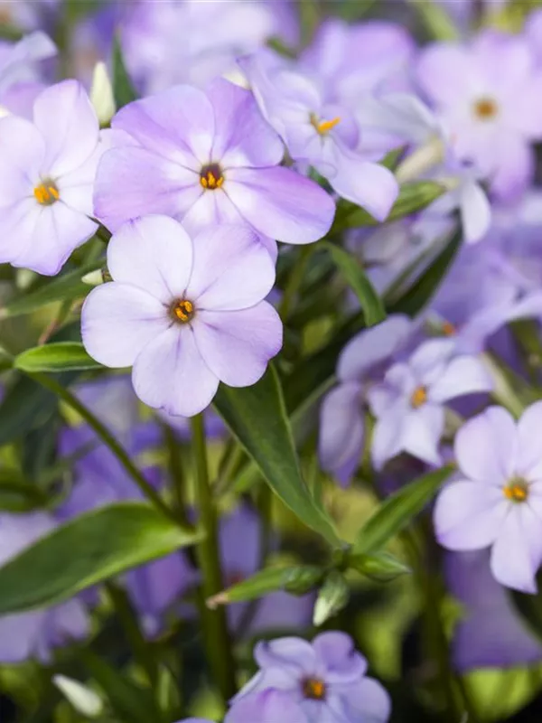 Hohe Flammenblume 'Blue Boy'