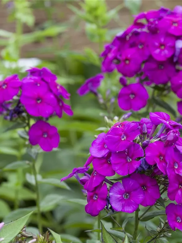 Hohe Flammenblume 'Düsterlohe'