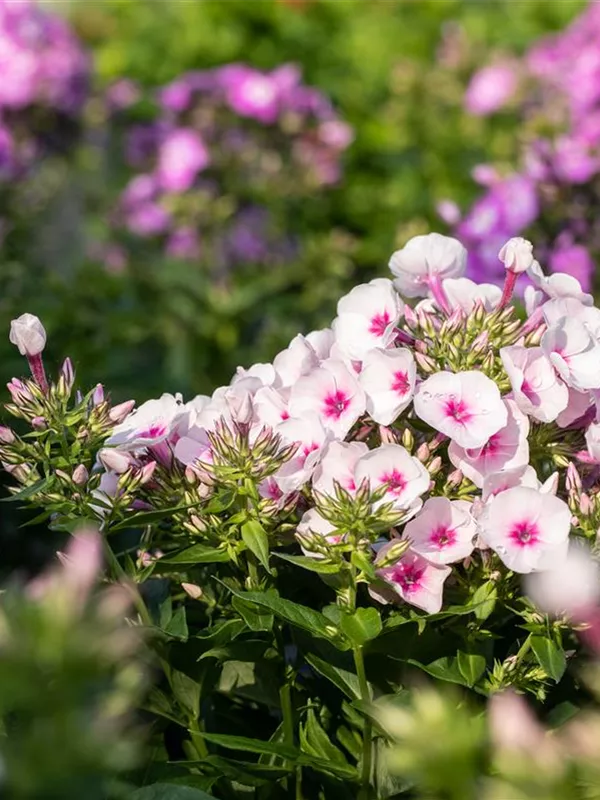 Hohe Flammenblume 'Kirmesländler'