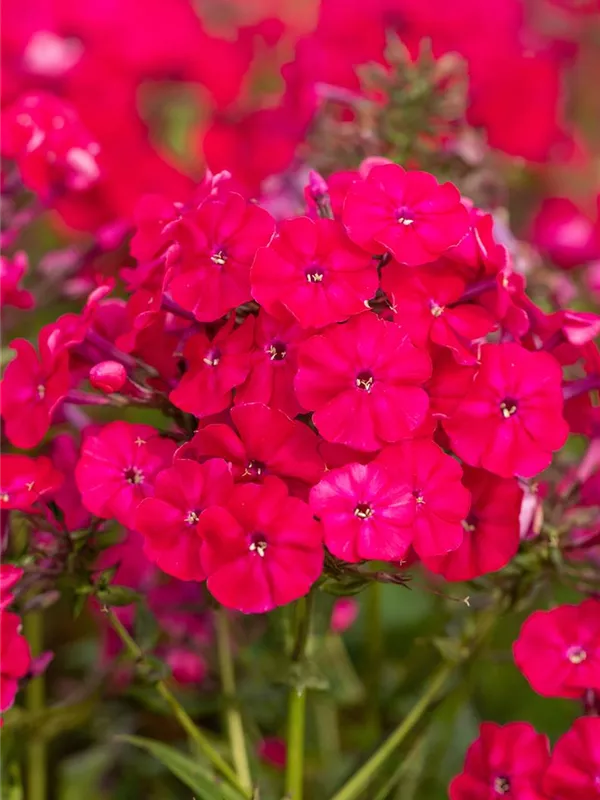 Hohe Flammenblume 'Miss Mary'