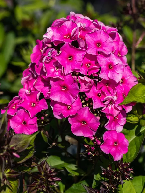 Hohe Flammenblume 'Tenor'