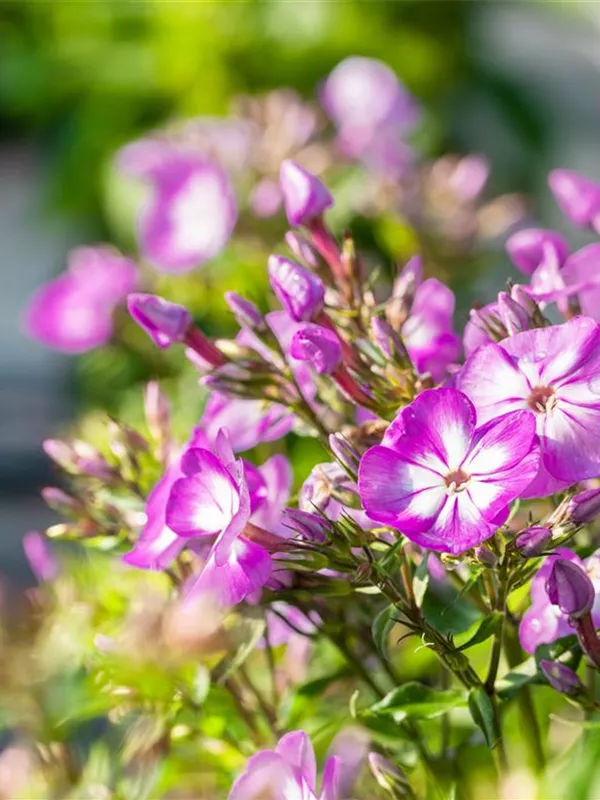 Hohe Flammenblume 'Uspech'