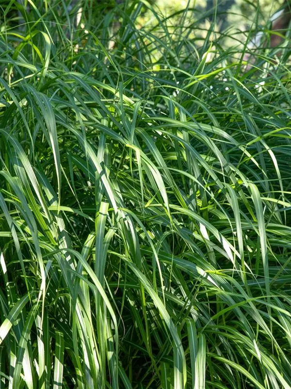 Chinaschilf 'Malepartus'