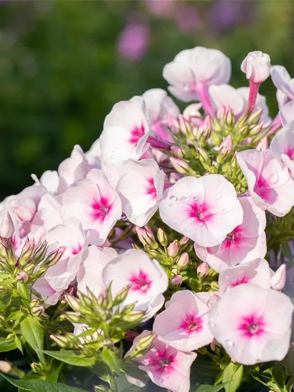 Teppich-Flammenblume 'Amazing Grace'