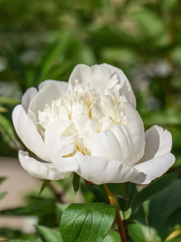 Pfingstrose 'Immaculée'