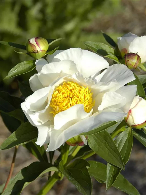 Pfingstrose 'Krinkled White'