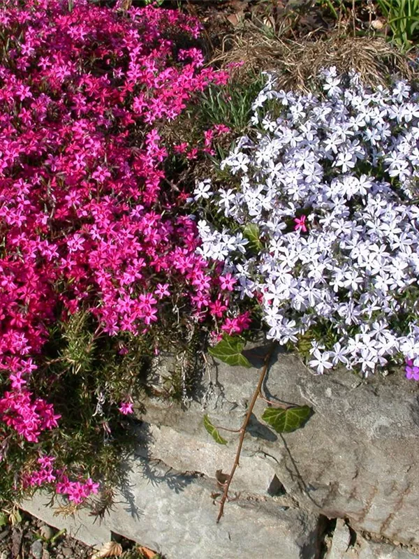 Teppich-Flammenblume 'Scarlet Flame'